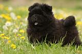 CHOW CHOW 489